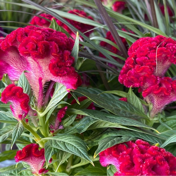 Meet your Posher, Kylie - Picture 1 of 1